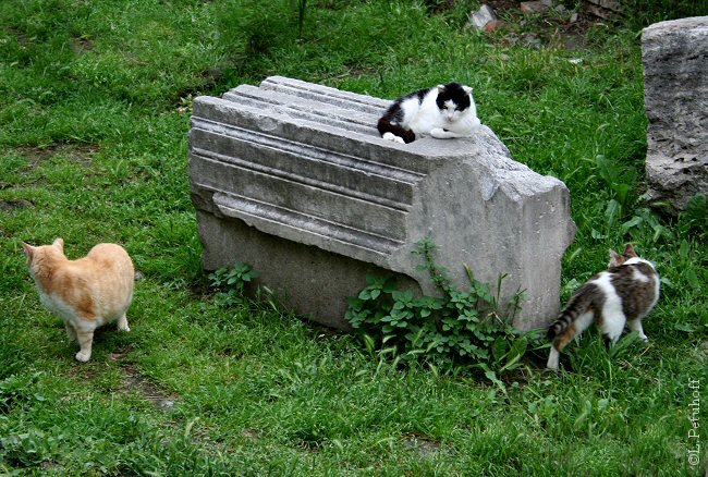 Cats of Rome