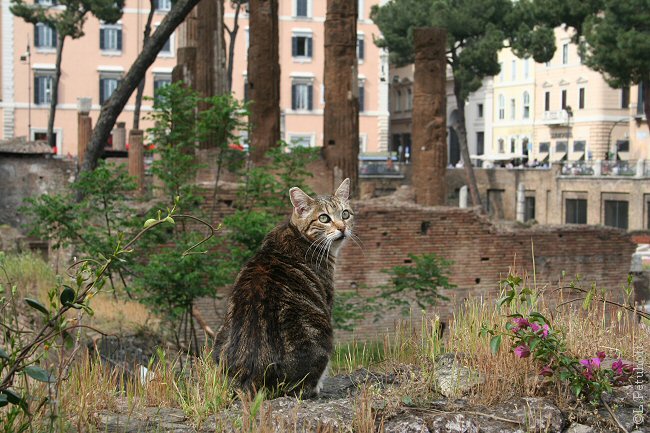 Gatti di Roma
