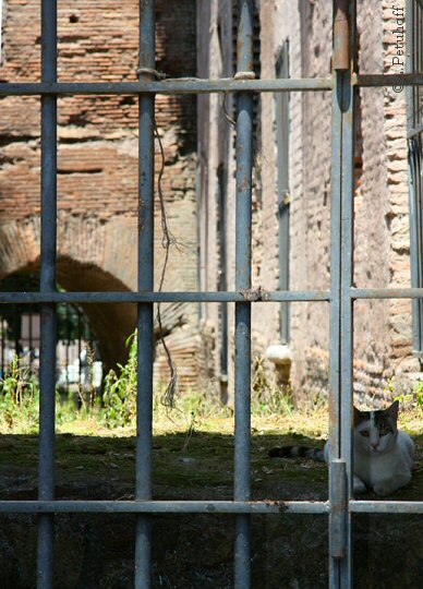 Cats of Rome